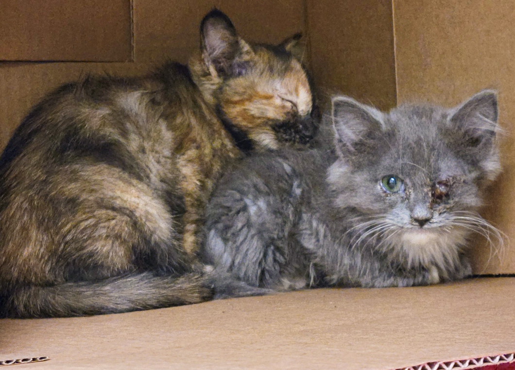 0222_23cats_donationform_header (1).jpg