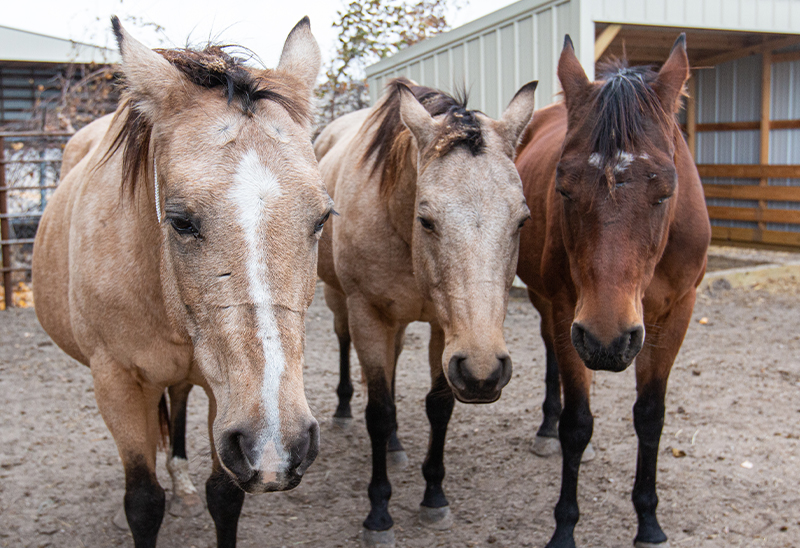 1106_46 horses_eappeal_Content_04