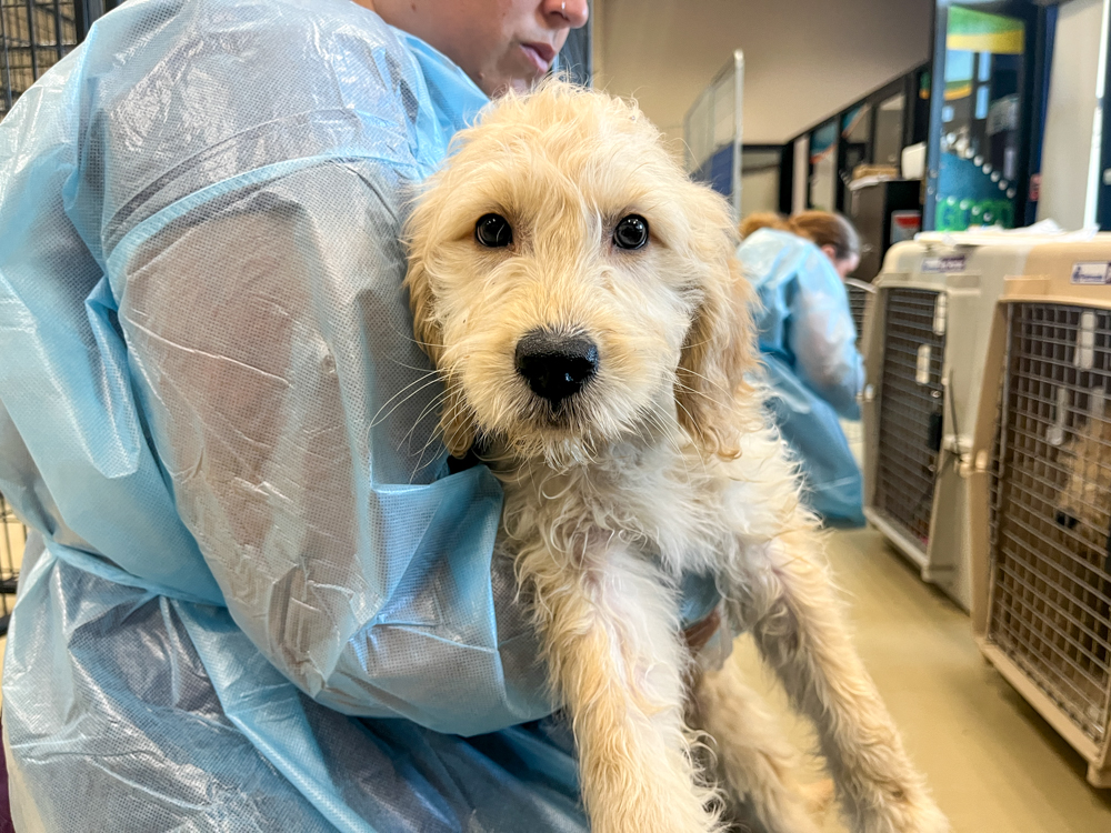 boone-co-dogs-2df.jpg