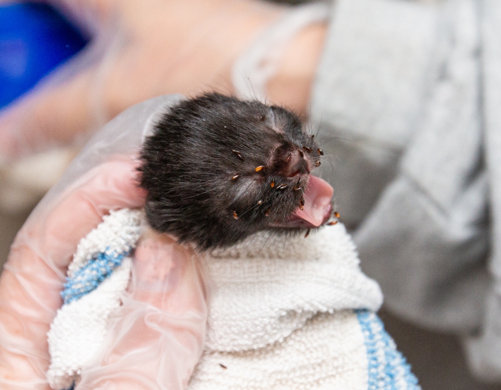 dsm kittens donation form.jpg