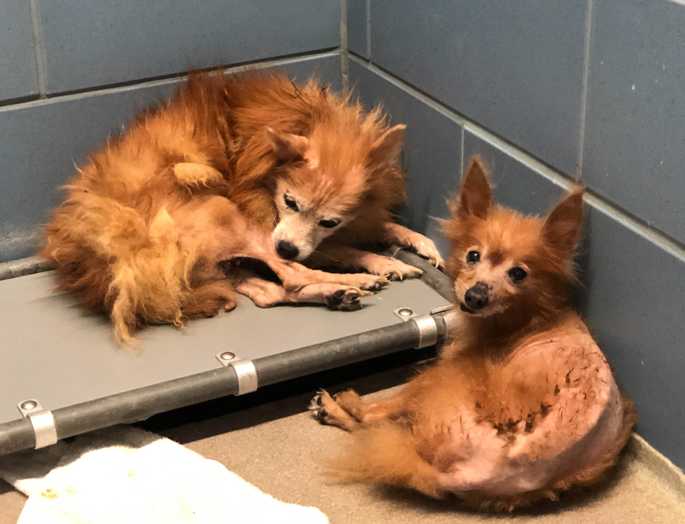 ARL 26 pets rescued
