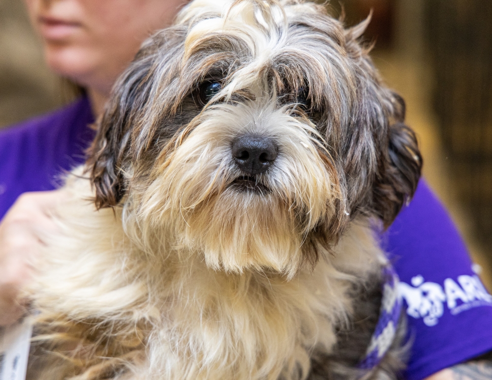 plymouth co dogs donation form.jpg